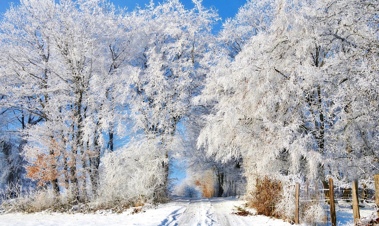 106300-season-winter-frost-spring-nature-x750