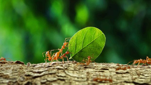 What Season Are Pests Most Active? A Simple Guide for Australian Homes