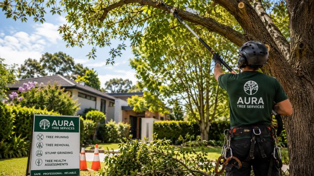 Arborist in safety gear pruning a large tree with long-handled shears in a landscaped suburban yard with trimmed branches, safety cones, and a tree services sign nearby.
