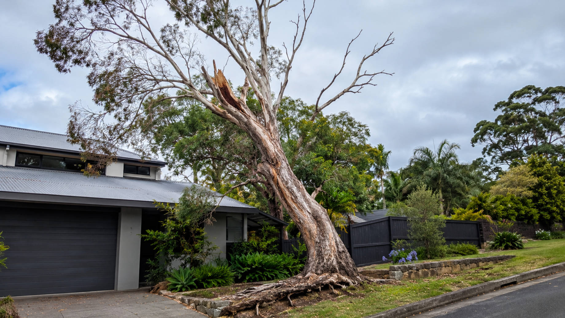 Severely leaning eucalyptus tree with dead branches and exposed roots beside a Northern Beaches home.