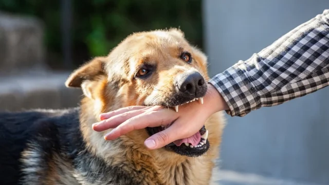 Can You Sue for a Dog Bite? Understanding Liability and Compensation