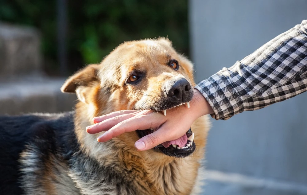 Can You Sue for a Dog Bite? Understanding Liability and Compensation