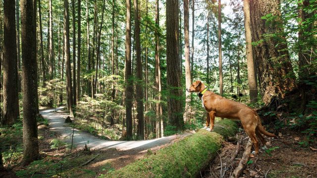 Hiking the Forest with a Dog Wearing a GPS Tracker