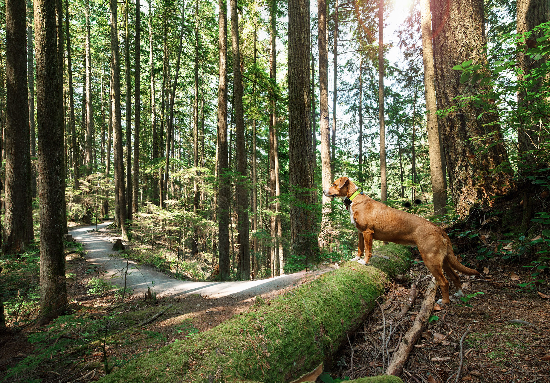 Hiking the Forest with a Dog Wearing a GPS Tracker