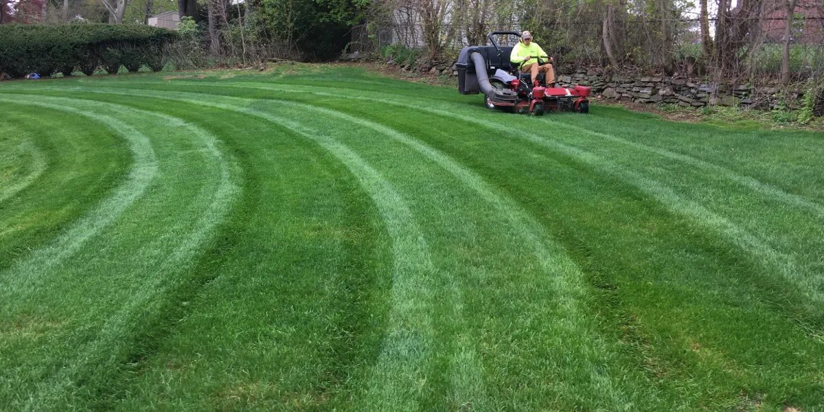 Common Lawn Problems a Professional Lawn Care Service Can Solve