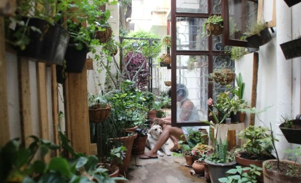 The Art of the Curated Garden in Luxury Home Design