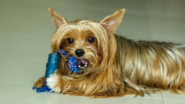Small Breed, Big Personality: Why Yorkshire Terriers Continue to Capture Hearts