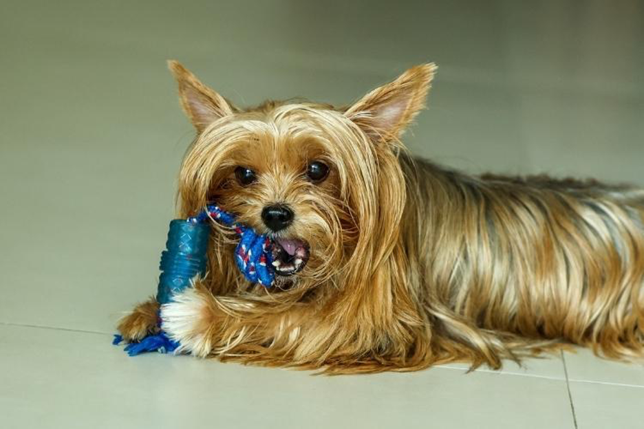 Small Breed, Big Personality: Why Yorkshire Terriers Continue to Capture Hearts