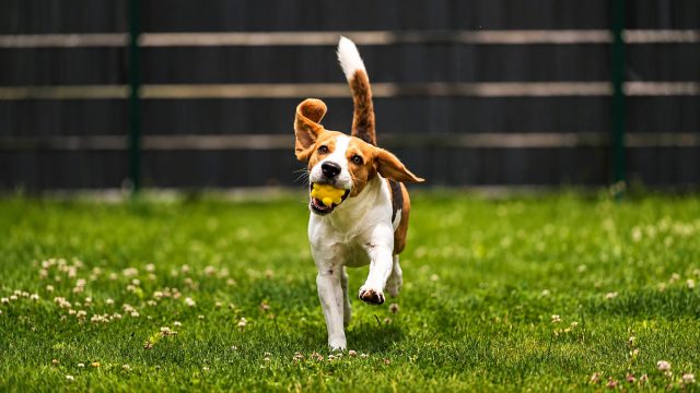 Beagle running across a healthy green lawn with a yellow ball in its mouth.