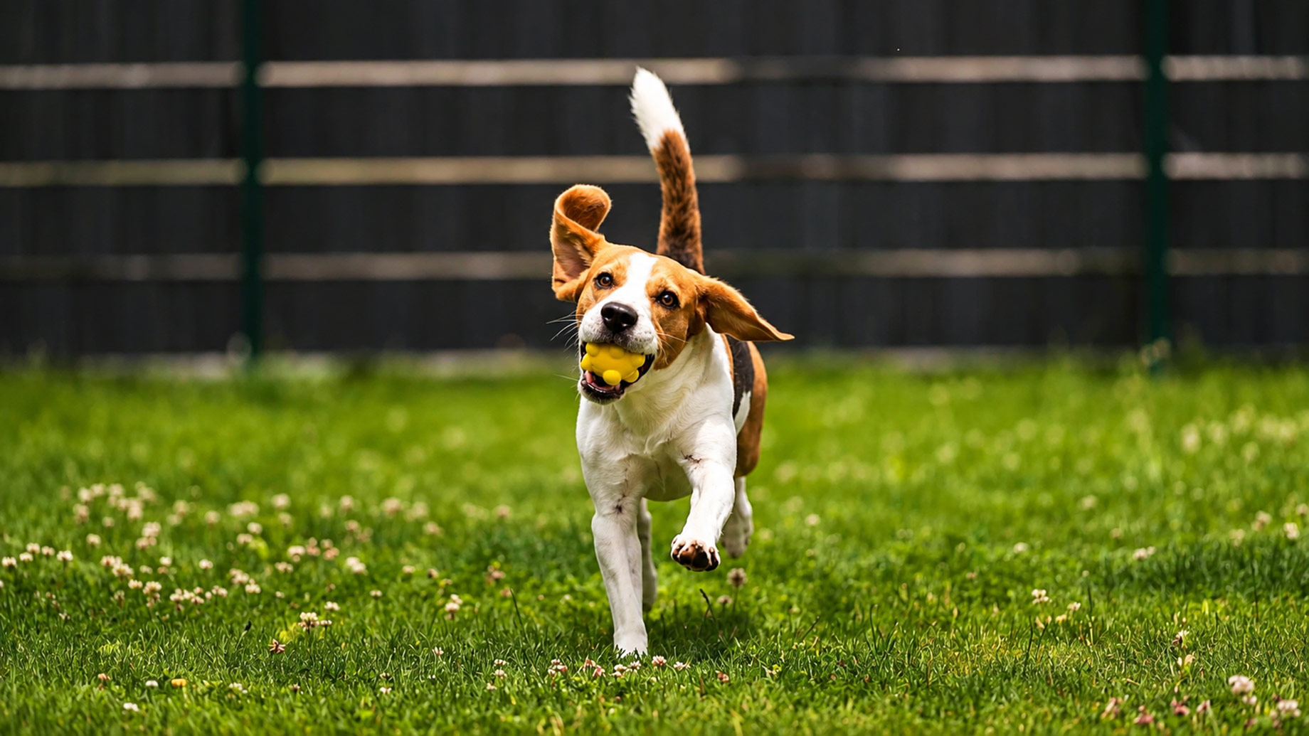 Beagle running across a healthy green lawn with a yellow ball in its mouth.