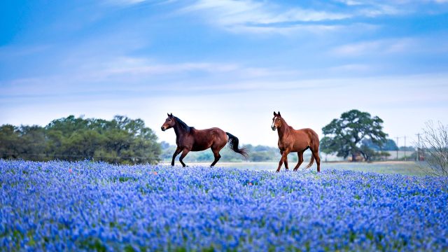 Two brown horses moving through a field of bluebonnets in the Texas Hill Country beneath a soft blue sky.