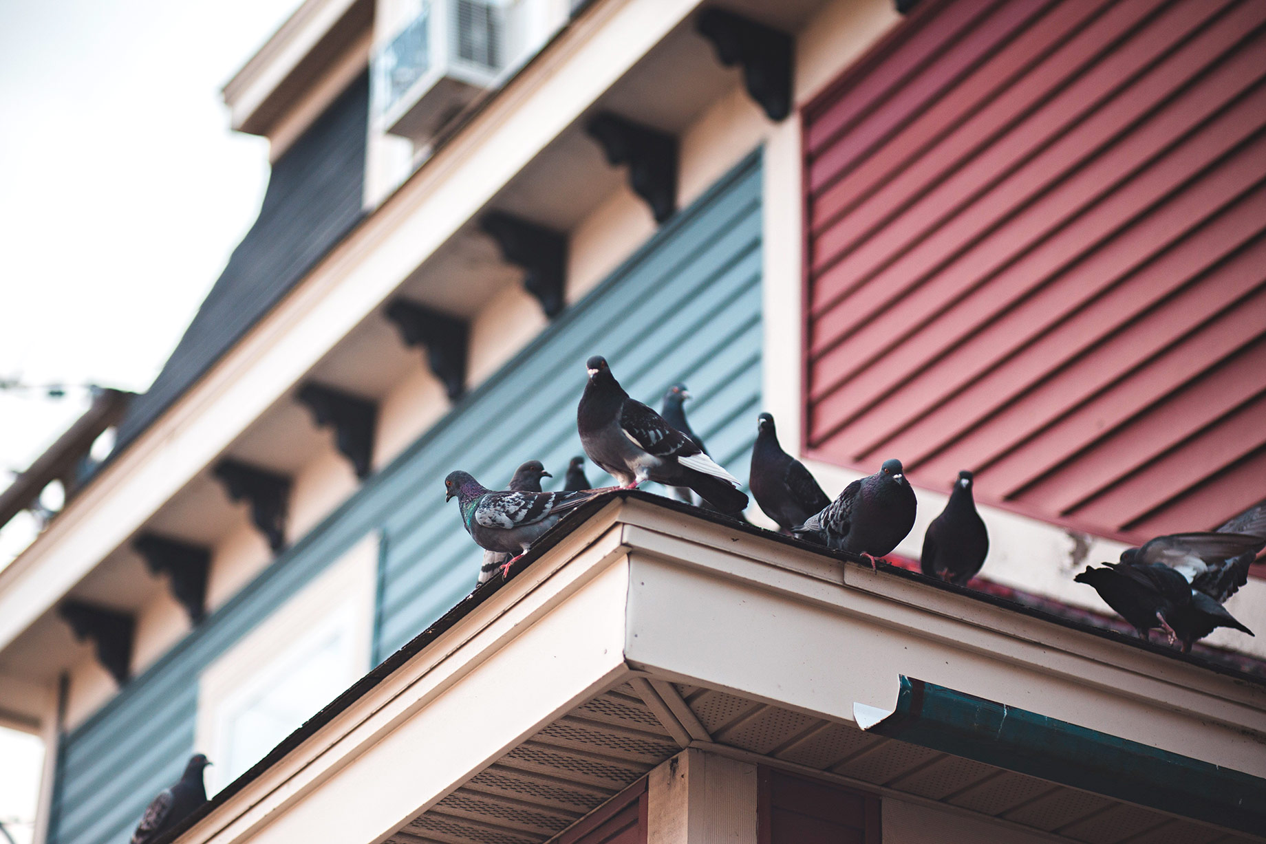 Pigeons perched along a cream-trimmed porch roof beneath blue and red siding, with decorative brackets under the upper eaves.