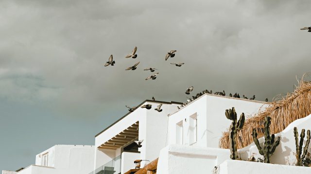 Pigeons perch on a white stucco rooftop while others fly overhead, with tall cacti and a reed screen along the terrace.