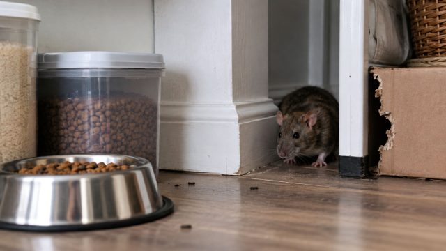 Brown rat beside a gnawed cardboard box, with a bowl of pet food, storage containers, and droppings on the floor.