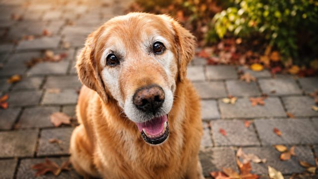 Senior golden retriever looking up while sitting on a leaf-strewn stone patio.