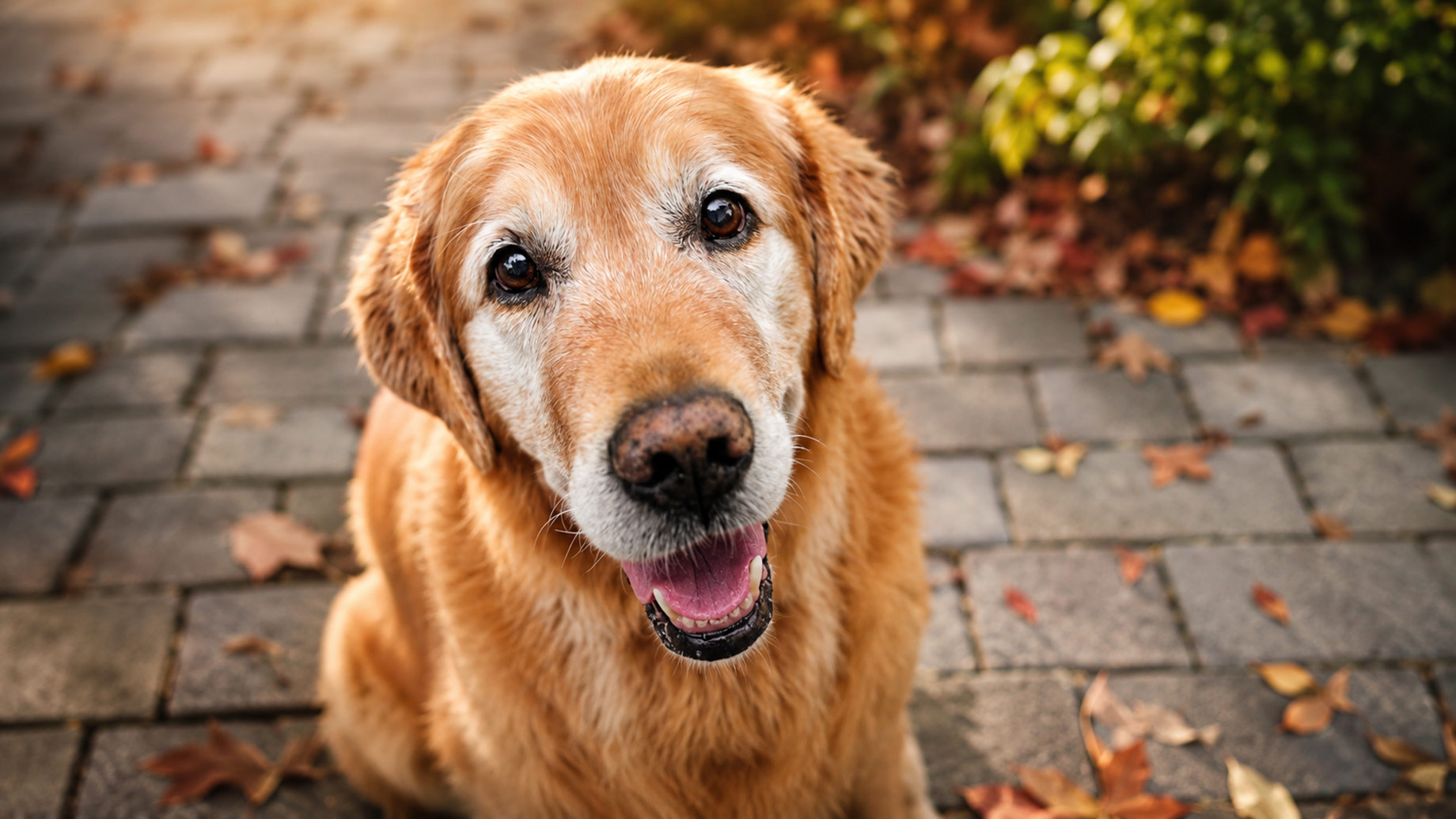 Senior golden retriever looking up while sitting on a leaf-strewn stone patio.
