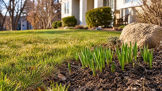 Green shoots emerging from a mulched garden bed beside a lawn and large landscaping rock, with a house in the background.