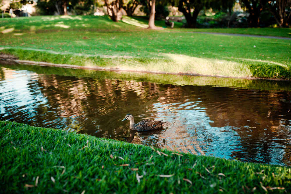 Yard Drainage