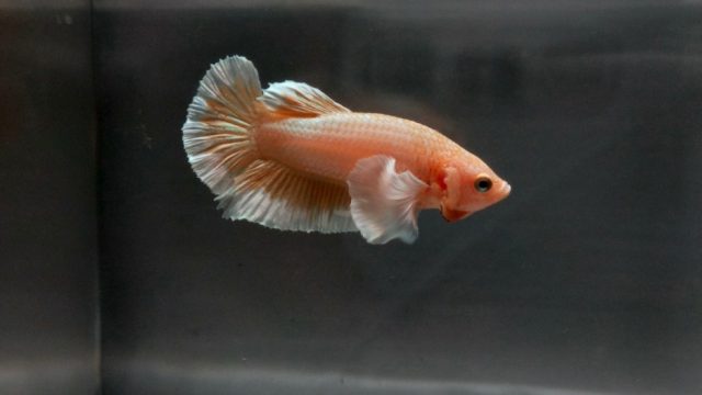Can Female Bettas Share a Tank? Exploring Compatibility and Tank Conditions